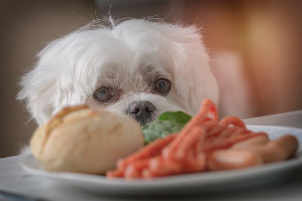 FEED ME: Dog's love to eat with their people. Photo: Shutterstock.