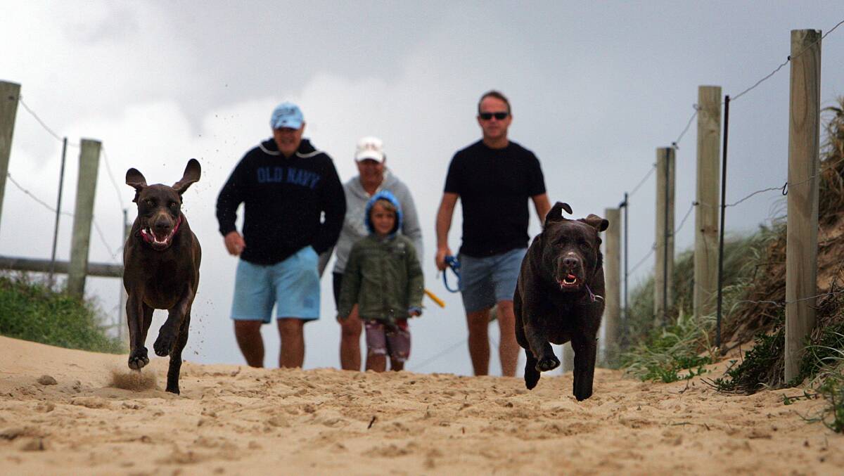 Running free: Off-leash area at Greenhills beach. Picture: John Veage.