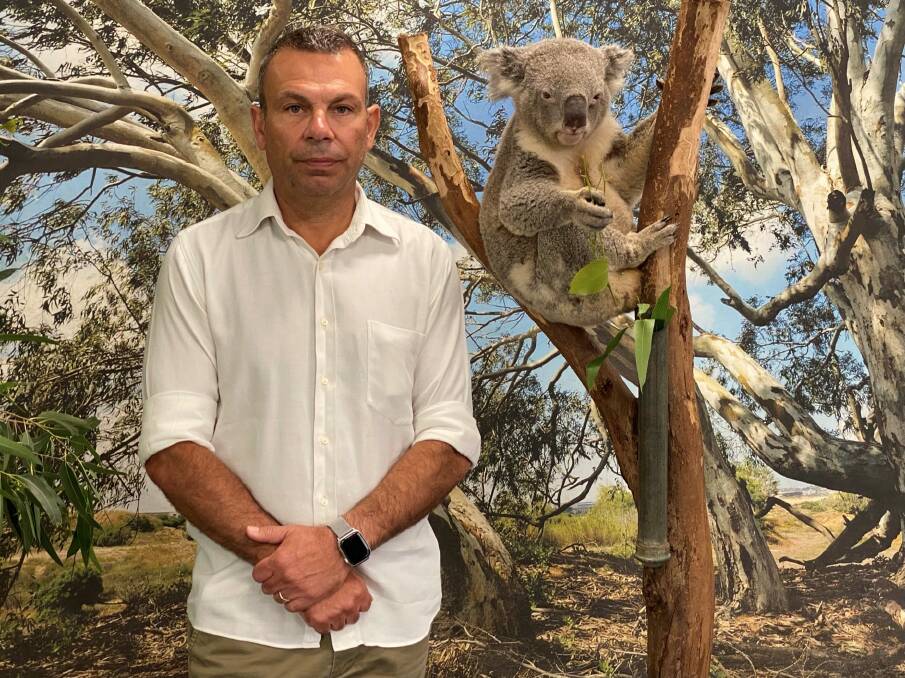 OPINION: We need action to save our Koalas now