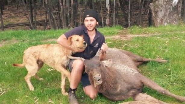 Six months in prison for man who trained dogs to hunt, kill wild Australian  animals | St George & Sutherland Shire Leader | St George, NSW