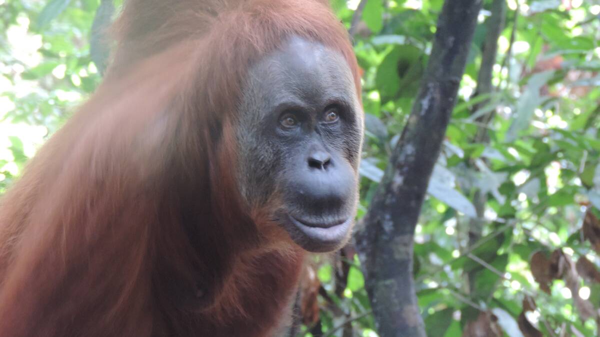 At risk: An orangutan in the Gunung Leuser National Park. Picture: Supplied