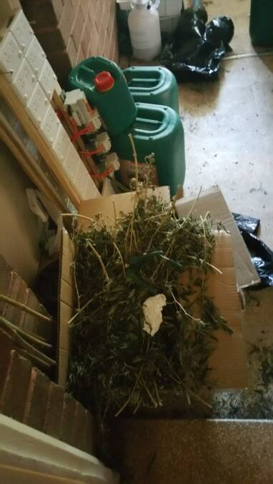 St George police found a hydroponic set up in a house at Riverwood. Pictures: NSW Police