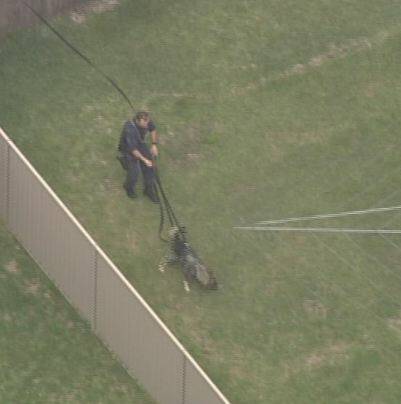Police response: The dog unit joins in the search for a wanted man. Picture: 7 News