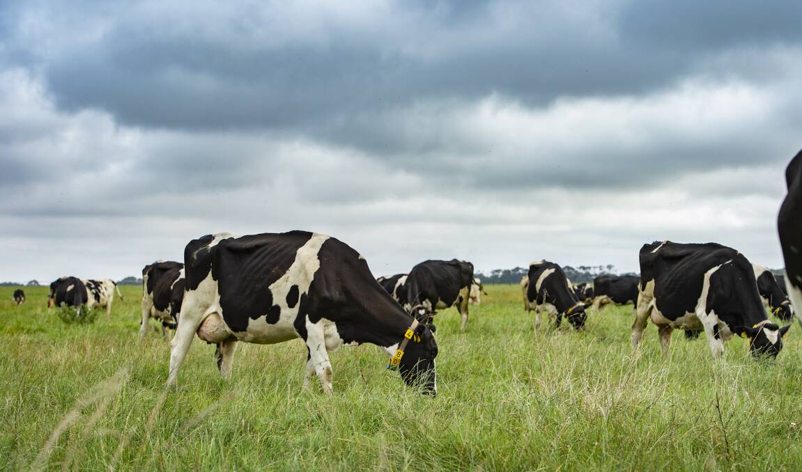 The Holstein herd grazing enthusiastically after morning milking and a 5ml dose of Mylo in the herds bail feed.