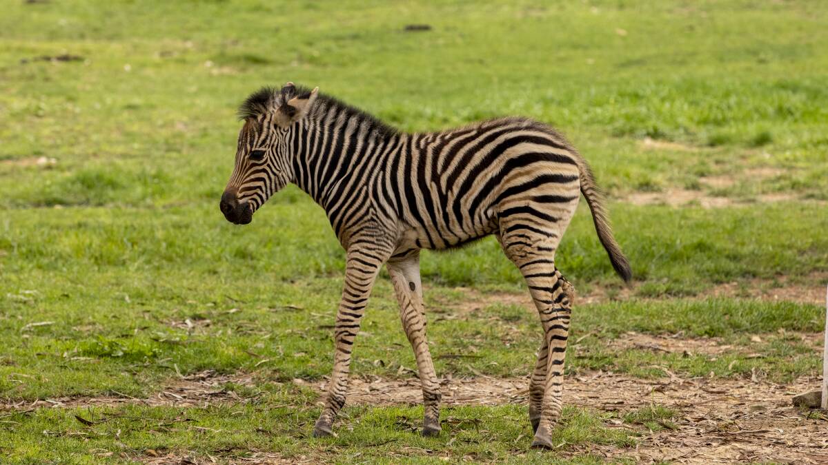 A newborn zebra is the newest addition at the National Zoo. Picture: Keegan Carroll