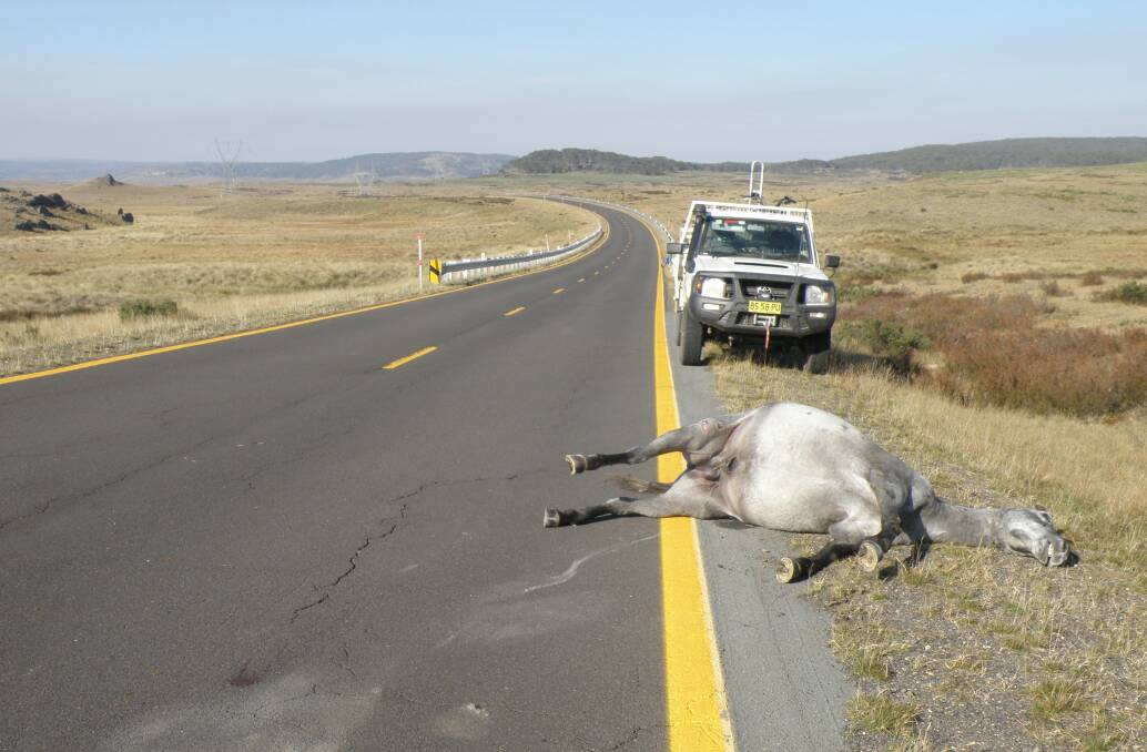 A dead brumby on the Snowy Mountains Highway.