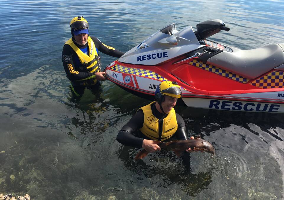 Mind the teeth: Marine Rescue NSW members set free a wobbegong shark in shallow waters after it became tangled in fishing gear. Picture: Brad Whittaker