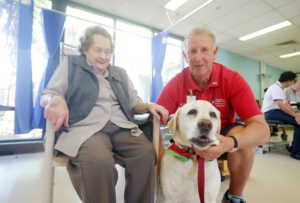 Pet therapy: Delta Society volunteer Ken Watson and Labrador Gina regularly visit the aged care ward at Sutherland Hospital. They are pictured visiting Dorothy McDonnell. Picture: Chris Lane