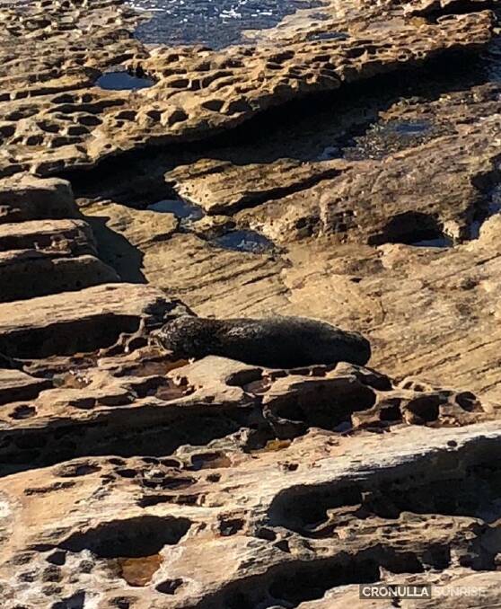 Spot the seal: A sunny spot among the rocks was a nice resting place for a seal at Shelly Beach in the afternoon. Picture: @cronullasunrise on Instagram.