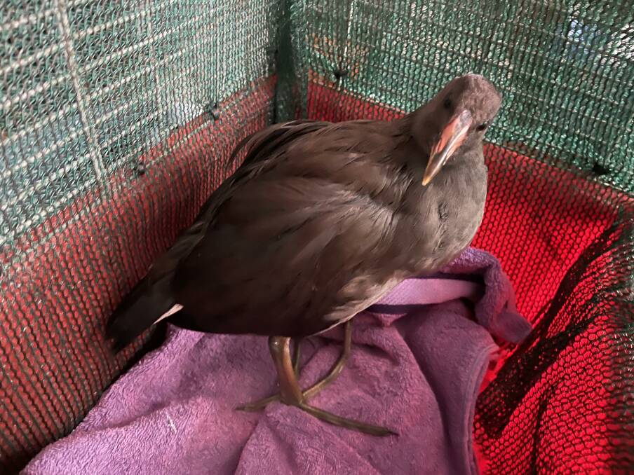 A Dusky Moorhen picked up by WIRES. Picture: Supplied