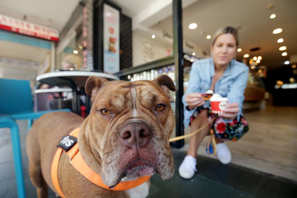 Pooches welcome: Sandra Maric with her Aussie bulldog Carlos, at one of the dog-friendly eateries she reviewed, Gelatissimo at Cronulla. Picture: Chris Lane. 