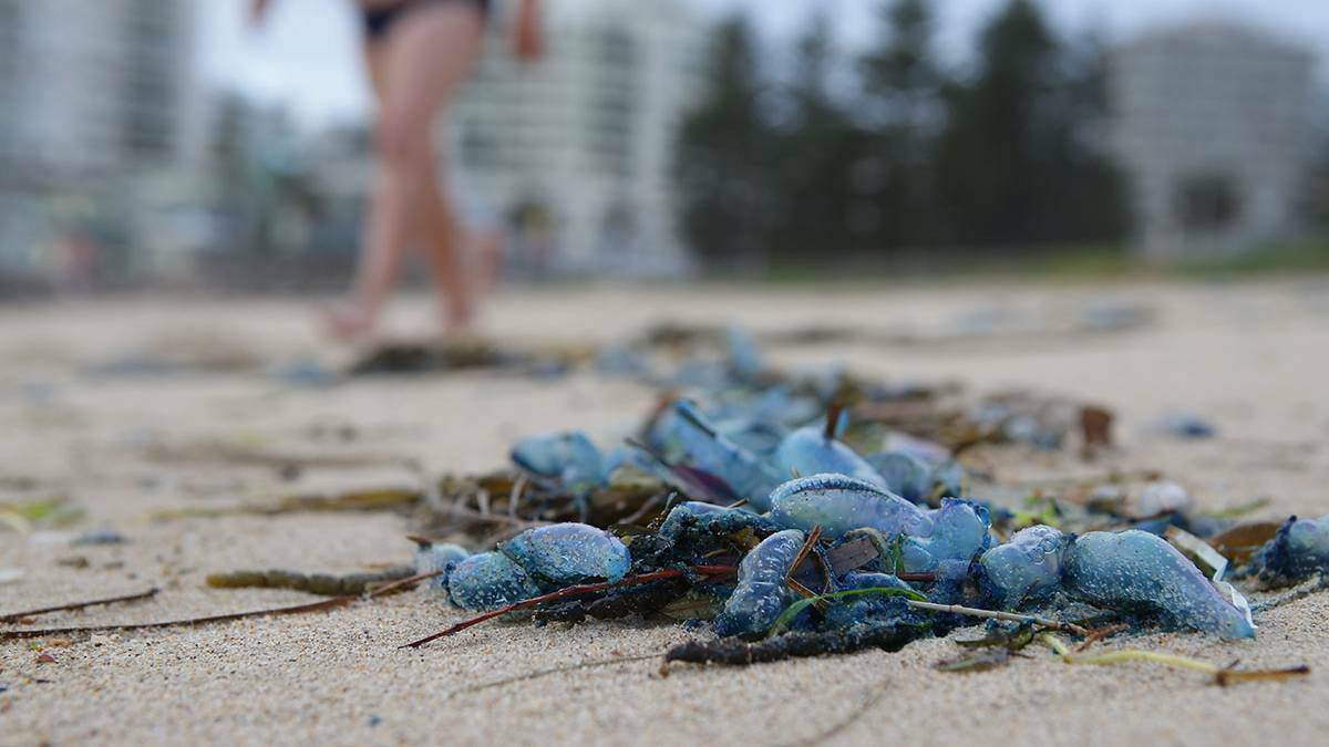 Stinger: North-easterly winds can bring more more bluebottles close to shore. Picture: John Veage