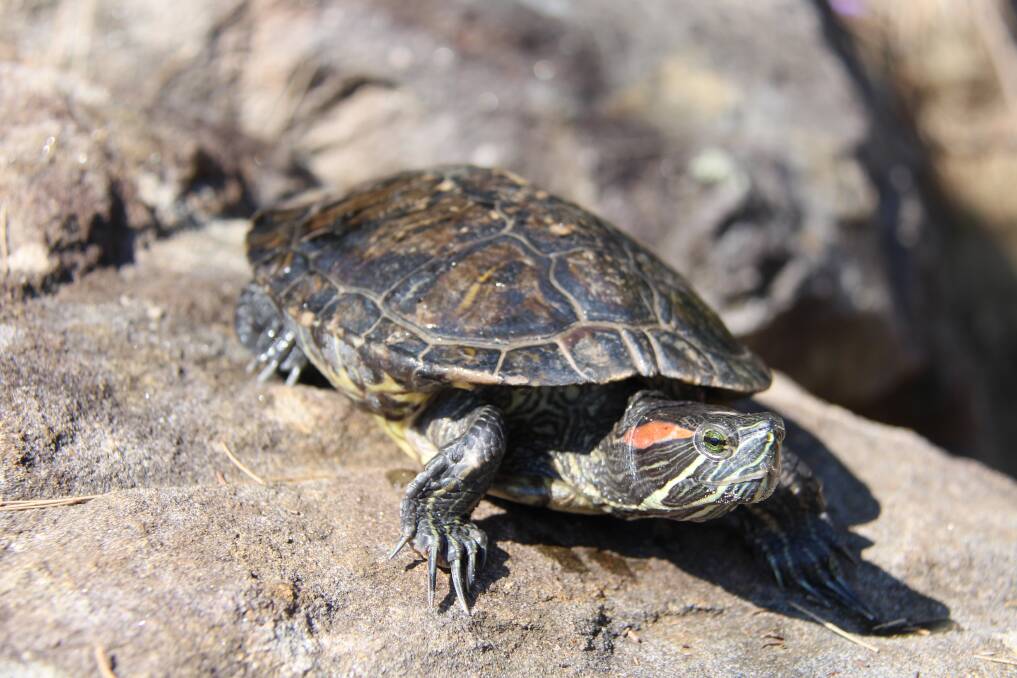 Caught: The red-eared turtle found at Oyster Bay.