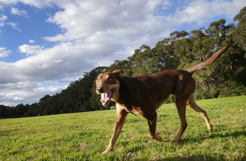 Ruff and ready: A new date has been set for Dogs in the Park at Don Lucas Reserve, Cronulla. It is now scheduled for August 25 after being earlier postponed due to wet weather. Picture: John Veage