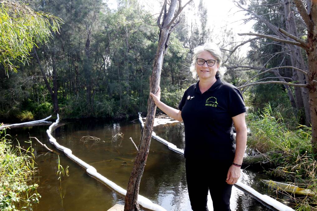 Spotting species: WIRES volunteer Toni Burnham has rescued several animals from surrounding marshland habitats at Kurnell after a fuel residue spill in early April. Picture: Chris Lane