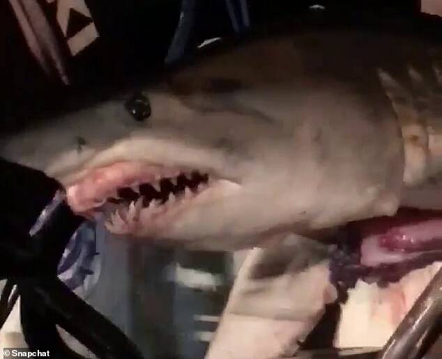 Driver's view: The shark caught the attention of passing motorists on the M5. Picture: Alex Mastoris.