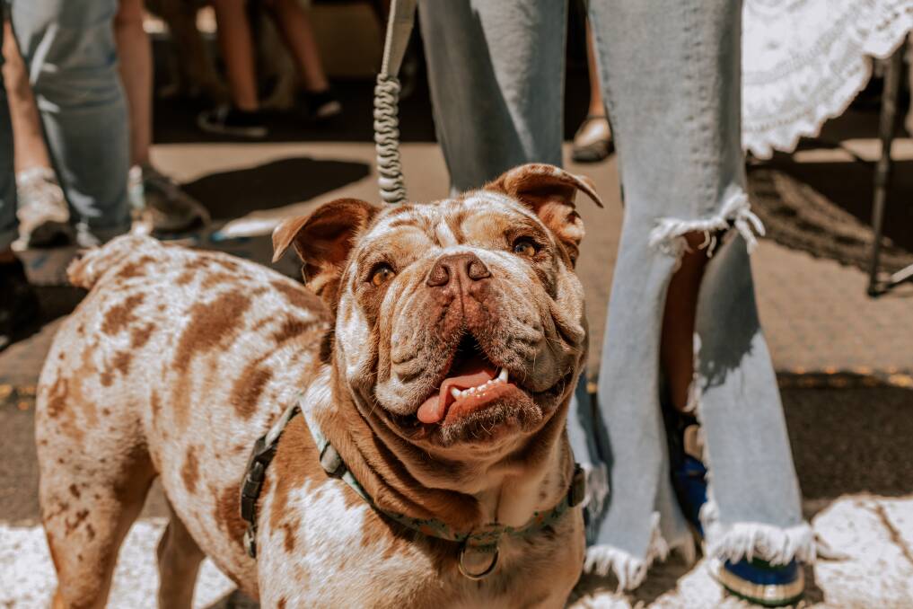 A dog's day: Street Paws Festival will be making a barking appearance at Loftus for the first time. Bring your canine friends for a doggie fun day out. 