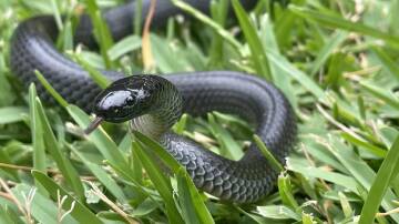 An Eastern small eyed snake was relocated from East Heathcote in early February. Picture Facebook