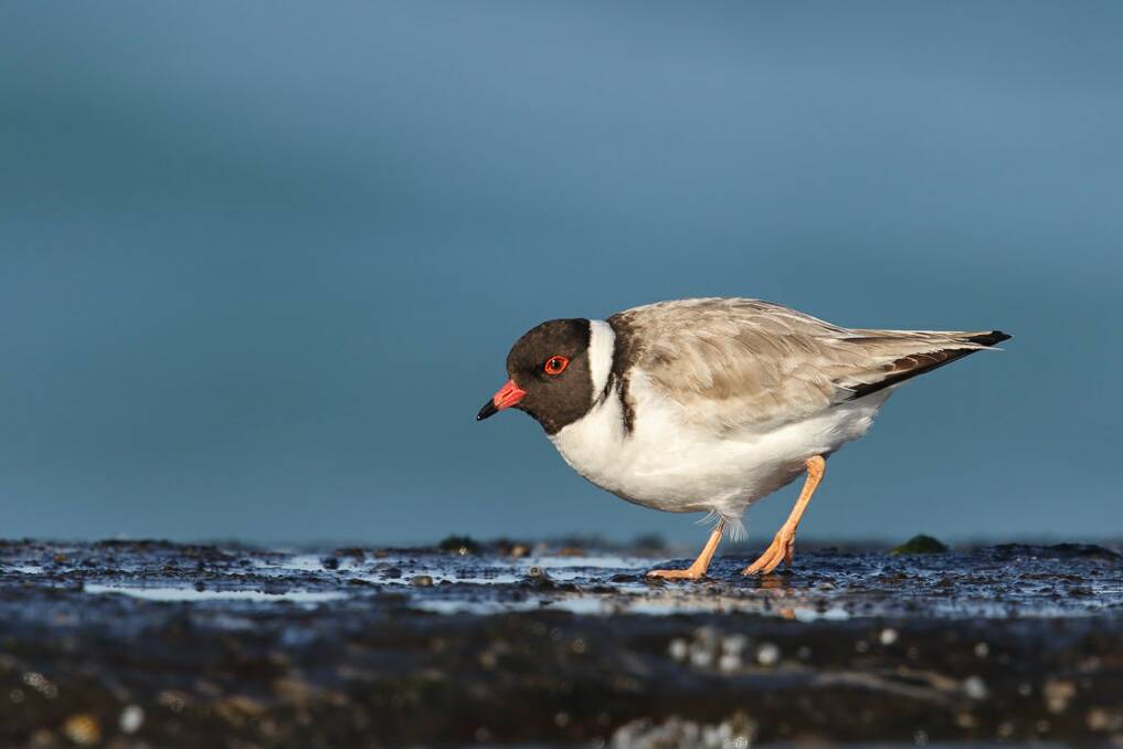 Shorebirds are in decline. Picture: Leo Berzins