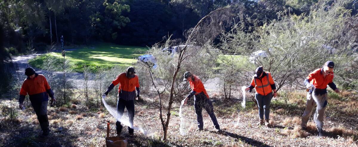 Weeding out the unwanted with bush regeneration trial