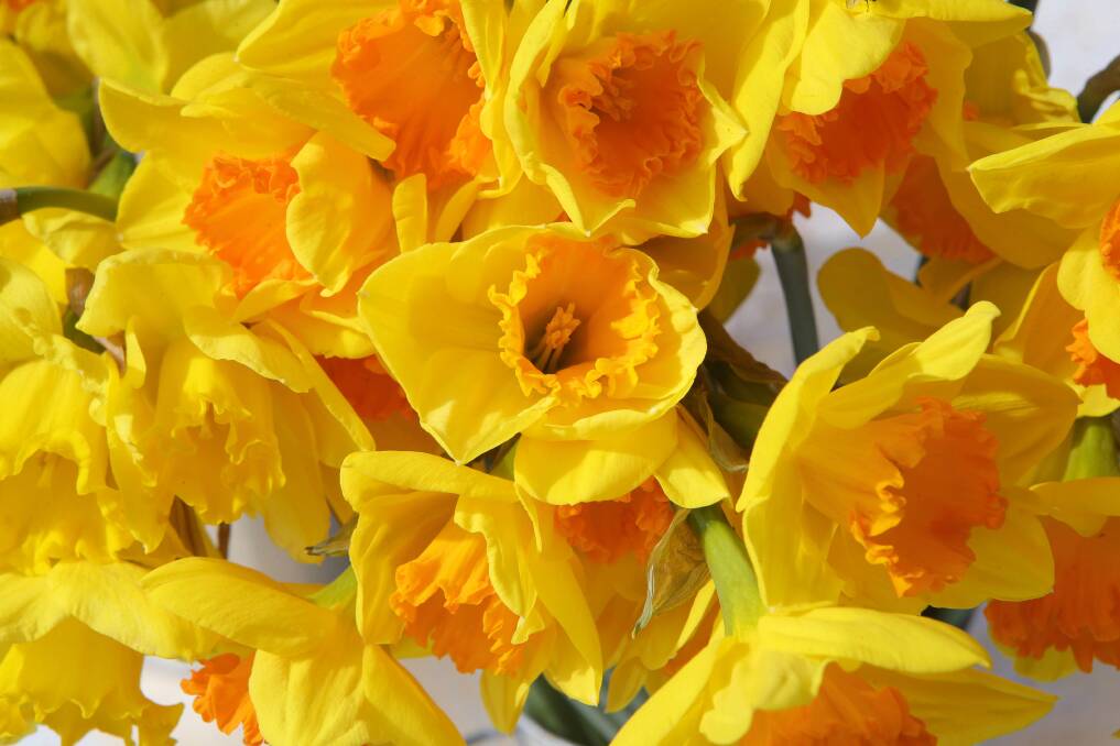 Florals of hope: The aim of Daffodil Day is to raise money for cancer research. 