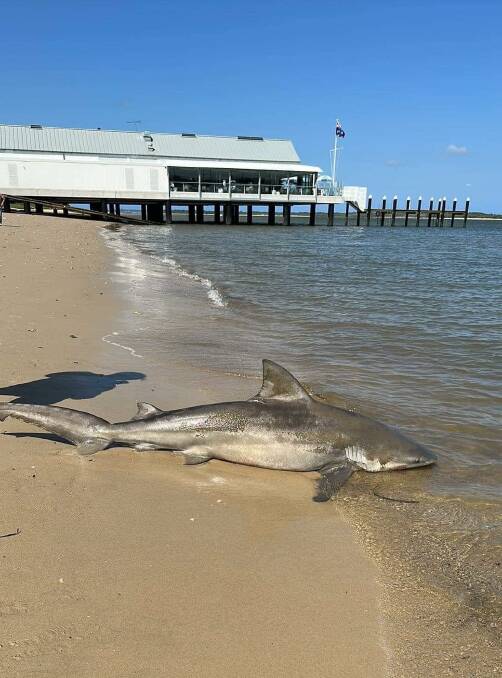 A 2.2 metre bull shark washes up at Sans Souci on February 6. Picture supplied