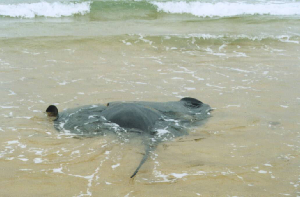 Caution: While non-threatening, the barbs of a stingray cause immense pain if stepped on.