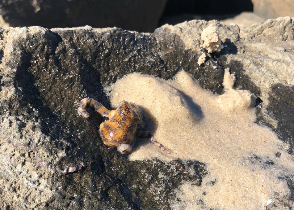 Easy to miss: The creature was well camouflaged on the rocks. Picture: Ramsey Sim