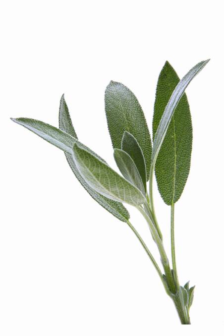 Turn to sage for better memory, study suggests