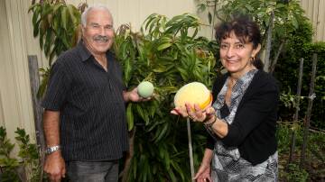 Giuseppe and Maria Sciacca in their Hurstville backyard, where they have had quite the successful mango crop this year. Picture by Chris Lane.