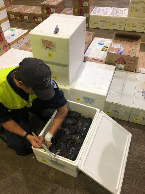 A fisheries officer measures crabs. Picture: NSWDPI