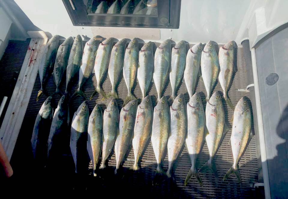 Seized kingfish. Picture: NSWDPI