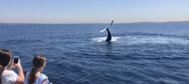 One of the whales gives a full view of its tail, much to the delight of whale watchers this week.