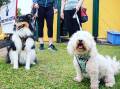 Bring your pooches along for a fun day out at Loftus on March 9. Picture supplied