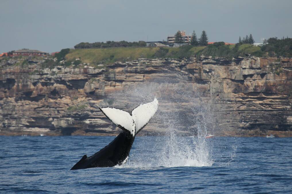 Whale watching season: A whale shows off its tail. Picture: J Liebschner