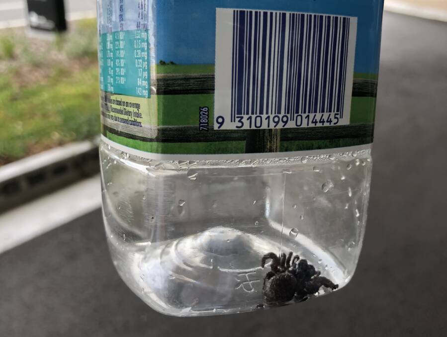 Caught: This female funnel web spider was pulled from a backyard pool at Caringbah this week. 