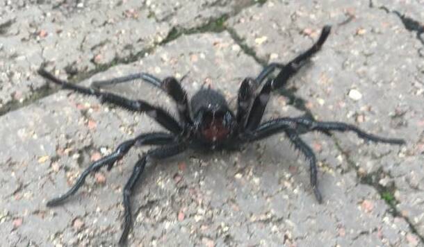 Engadine's Craig Bieder also pulled this funnel web from his pool. Picture: Craig Bieder/Facebook