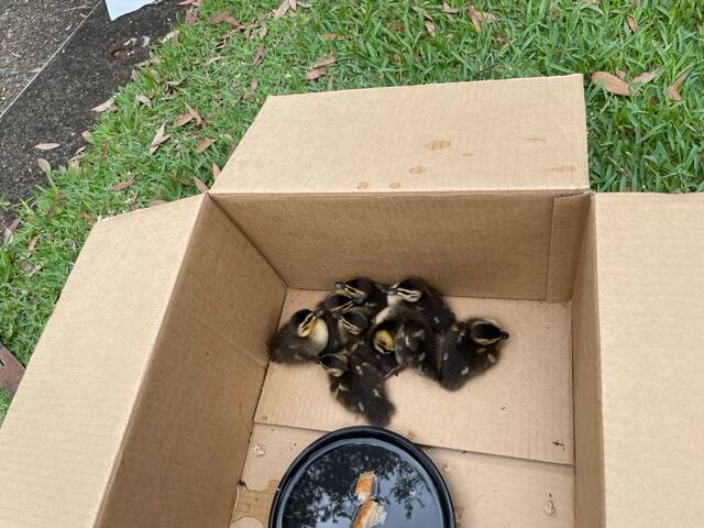 Close call: This brood of ducklings was saved by residents at Kingsgrove. 