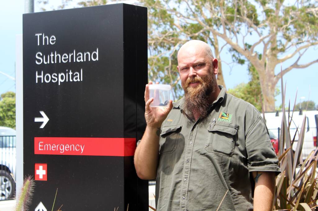 Antivenom program: Kane Christensen, of the Australian Reptile Park, travels to Sutherland Hospital once or twice a week to pick up live funnel-web spiders.