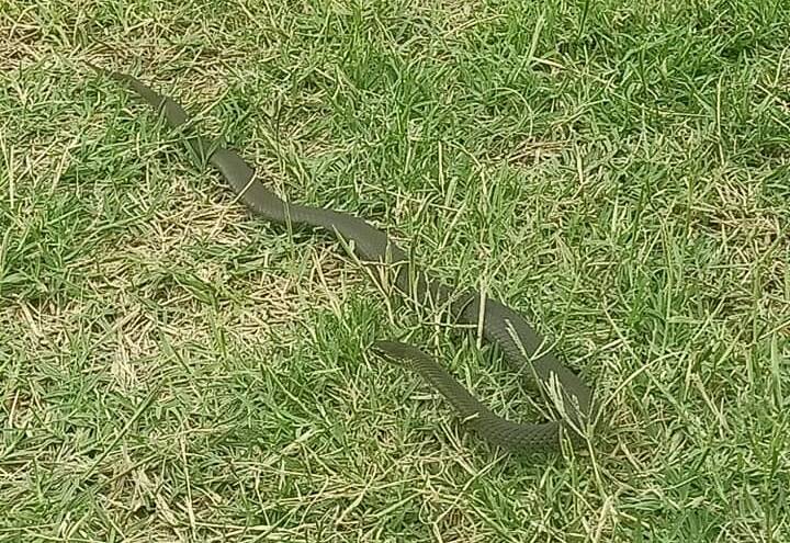 Name that snake: A dog walker says she took these images of a snake in Barton Park, Rockdale. Pictures: Facebook/Rockdale Residents Unite!