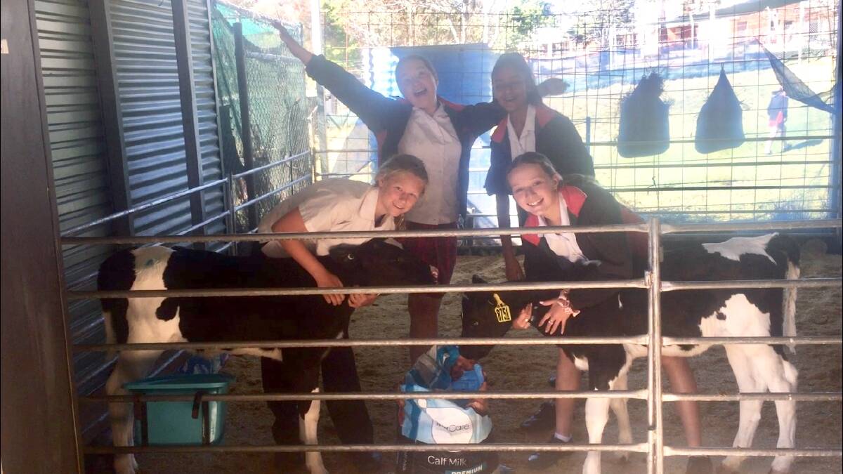 Moo-ving project: Menai High School recently took part in Dairy Australia's Cows Create Careers project.
