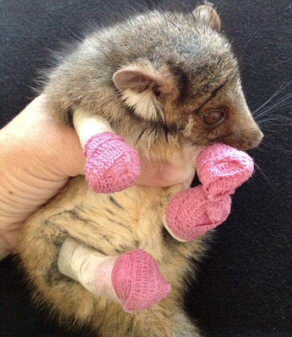 Knitted with love: A Sutherland Shire-based group is holding the first of three planned sewing and knitting workshops this Sunday to aid wildlife injured in the bushfires. Picture: Supplied