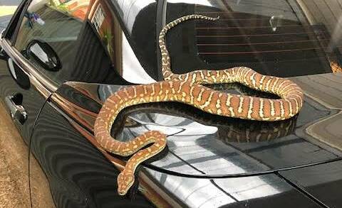Snakes alive: A Sutherland Shire woman got a shock when she found a python on her car in Caringbah South recently.
