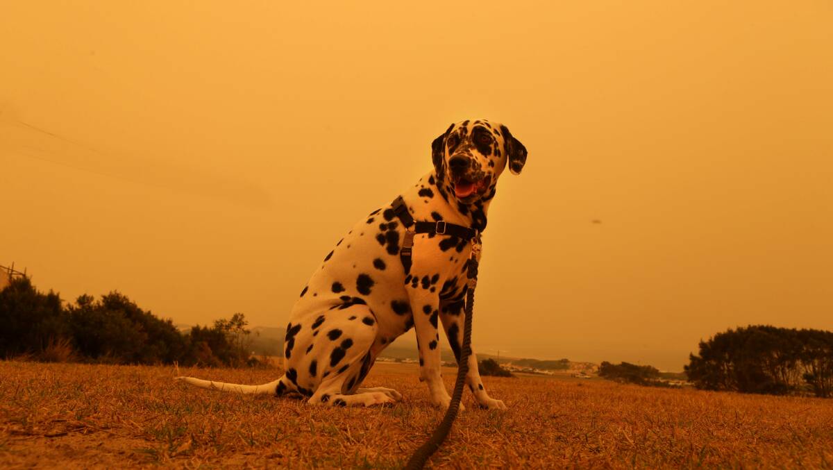 Don't forget your pet: Pebbles the Dalmation takes in the view at Wanda beach this afternoon. Pet owners are being warned animals can also suffer ill effects from smoke. Picture: John Veage