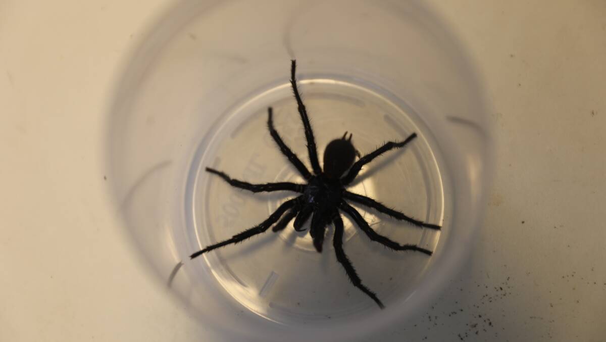 Spider season: A funnel-web spider.