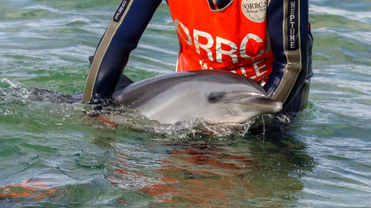 Helping hand: ORRCA has been rescuing sea mammals since 1985.