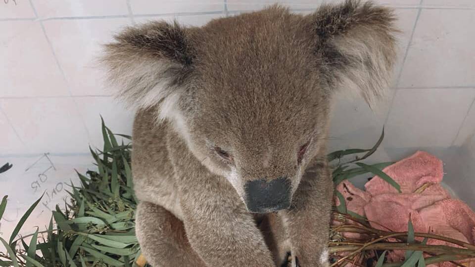 Lucky escape: This koala was nursed back to health after he was rescued from a road. Picture: Facebook