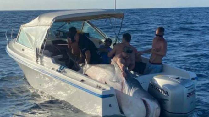 Caught: Photos have emerged on Facebook of a large shark caught off Cronulla. A second photo shows another boat with a large shark on board. Pictures: Facebook