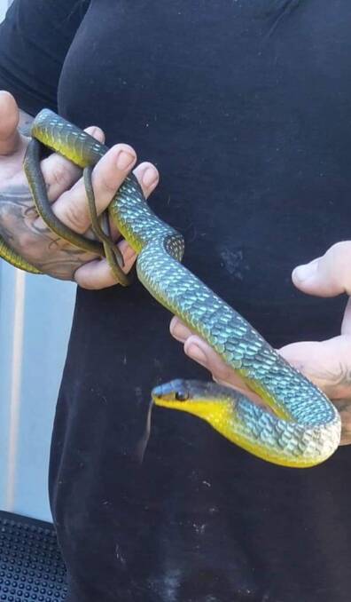 A common tree snake he caught at Lugarno. Picture: Supplied 