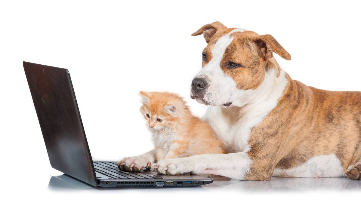 Beware of buying a pet online | St George & Sutherland Shire Leader | St  George, NSW